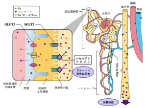 ルセフィの作用機序（模式図）